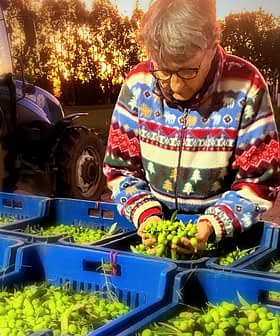 トラクターを背景にした農場で、青いバスケットにグリーンオリーブを選別する人たち。 - Olive Oil Times
