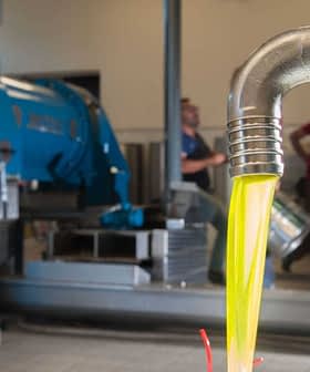 Während des Extraktionsprozesses in einer Anlage fließt Olivenöl aus einem Metallrohr. - Olive Oil Times