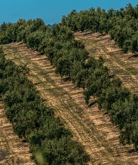Vue aérienne d'un verger d'oliviers avec des rangées d'arbres soigneusement disposées sur une colline. - Olive Oil Times