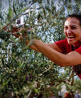 Donna con una maglietta rossa che sorride mentre raccoglie le olive da un ulivo. - Olive Oil Times