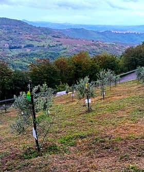 Uma encosta com oliveiras jovens plantadas em fileiras, cercada por vegetação e montanhas distantes. - Olive Oil Times
