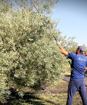 Εργαζόμενοι που συγκομίζουν ελιές από δέντρα χρησιμοποιώντας μακριές κολώνες σε έναν ελαιώνα. - Olive Oil Times