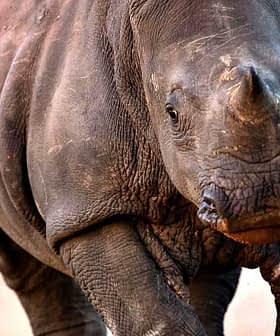 A close-up view of a rhinoceros walking on a dirt path. - Olive Oil Times