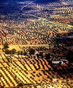 Aerial view showing a landscape of olive groves with varying shades of green and brown. - Olive Oil Times