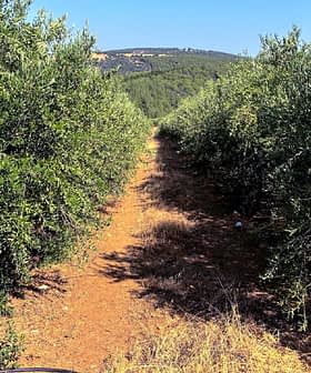 Pad door een olijfgaard met bomen aan weerszijden en een heldere lucht erboven. Olive Oil Times
