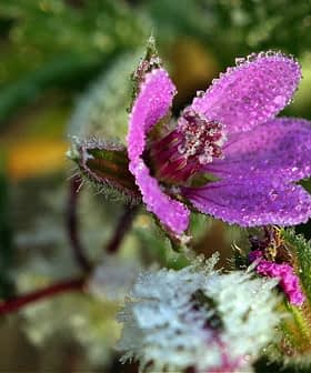 Gros plan d'une fleur rose avec des gouttes de rosée sur ses pétales et les bourgeons environnants. - Olive Oil Times