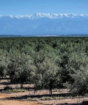 Oljčni sadovnjak z vrstami dreves in zasneženimi gorami v ozadju. - Olive Oil Times