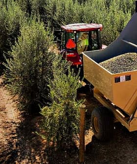 Tractor junto a una gran máquina cosechadora llena de aceitunas en un olivar. - Olive Oil Times