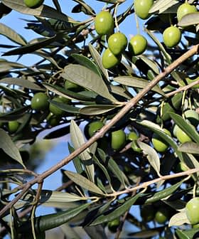 Krupni plan grane masline s grozdovima zelenih maslina među lišćem. - Olive Oil Times