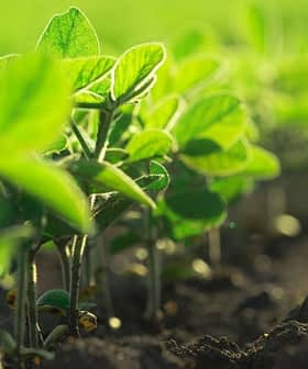Vista de cerca de plantas jóvenes de soja verde que crecen en suelo oscuro. Olive Oil Times