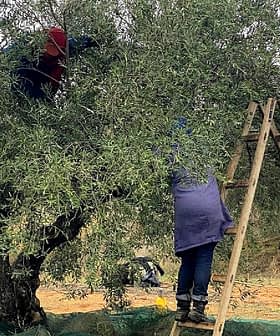 Des individus récoltent des olives sur un arbre à l'aide d'une échelle et de filets pour la collecte. Olive Oil Times