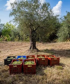 Kleurrijke plastic kratten gevuld met geoogste olijven, geplaatst onder olijfbomen in een veld. Olive Oil Times