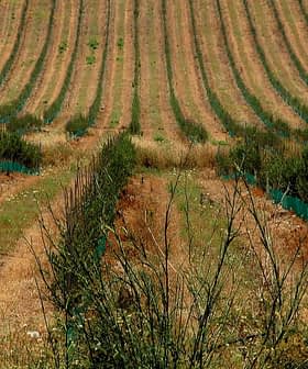 Fileiras de plantas jovens em um vinhedo com mangas protetoras verdes em cada planta. - Olive Oil Times