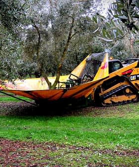 Machine de récolte des olives positionnée parmi les oliviers dans un bosquet. - Olive Oil Times
