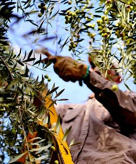 Persona che raccoglie le olive da un albero utilizzando una scala in un ambiente esterno. - Olive Oil Times
