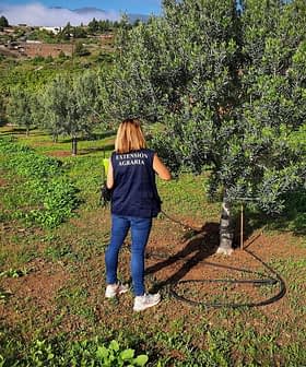 Dos individuos observando un olivo con sistema de riego en un campo agrícola. - Olive Oil Times