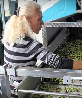 Woman with long blonde hair sorting green and black olives in a processing facility. - Olive Oil Times