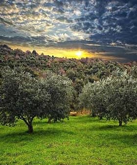 Olive trees in a grove with a sunset in the background and cloudy sky. - Olive Oil Times
