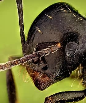 Siyah karıncanın başını ve antenlerini gösteren detaylı yakın çekim görüntüsü. - Olive Oil Times