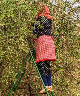 Persona con pañuelo rojo y traje de lunares recogiendo aceitunas de un árbol usando una escalera. Olive Oil Times