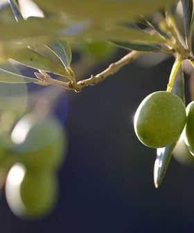 Primo piano di olive verdi appese a un ramo di un ulivo con sfondo sfocato. - Olive Oil Times