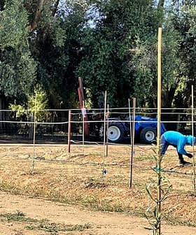 Individuo con una felpa con cappuccio blu che si prende cura delle colture in un campo con un trattore sullo sfondo. - Olive Oil Times