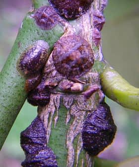 Primo piano di insetti cocciniglia attaccati allo stelo di una pianta verde, che ne evidenziano le forme e le consistenze distintive. Olive Oil Times