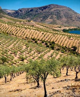 Luftaufnahme eines Olivenhains mit Reihen von Olivenbäumen an einem Hang in der Nähe eines Gewässers. – Olive Oil Times