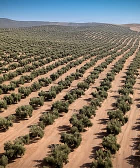 Pogled iz zraka na velik oljčni nasad z lepo urejenimi vrstami oljk. - Olive Oil Times