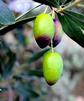 Primer plano de una rama de olivo con aceitunas verdes y moradas entre hojas verdes. Olive Oil Times