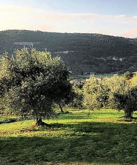 Arka planda açık gökyüzünün altında, yemyeşil bir manzarada zeytin ağaçları. - Olive Oil Times