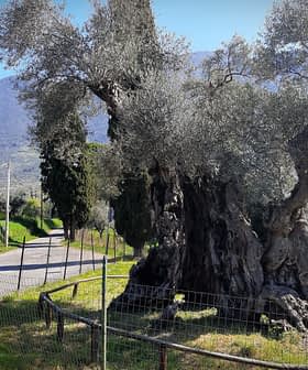 A large, ancient olive tree next to a winding road surrounded by greenery. - Olive Oil Times