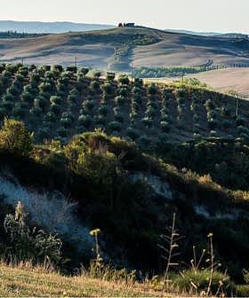 Panoramic view of an olive grove with rolling hills in Tuscany, Italy. - Olive Oil Times