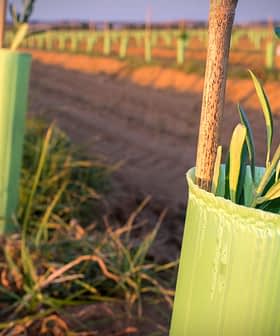 Junge Olivenbäume in grünen Schutzhüllen auf einem Feld gepflanzt. - Olive Oil Times