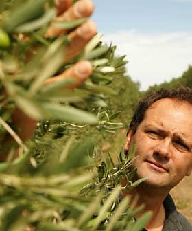 Uomo che raccoglie le olive da un ramo di un ulivo in un frutteto. - Olive Oil Times