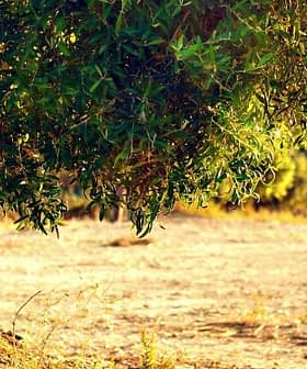 自然环境中，一棵绿叶橄榄树，阳光透过树枝照射下来。 - Olive Oil Times