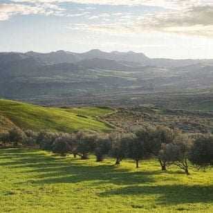 Oliviers disposés en rangées sur une colline avec de l'herbe verte et des montagnes lointaines. - Olive Oil Times