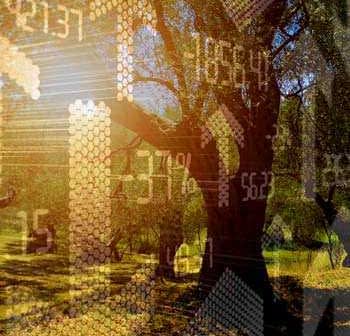An olive tree with a digital financial graph overlay showing various statistics and trends. - Olive Oil Times