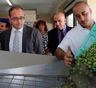 A worker pouring olives from a container onto a processing table in a facility in Malta. - Olive Oil Times