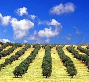 Rows of olive trees on a hillside under a blue sky with clouds. - Olive Oil Times