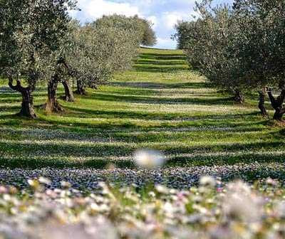 Olive trees arranged in rows on a grassy hillside with flowers in the foreground. - Olive Oil Times