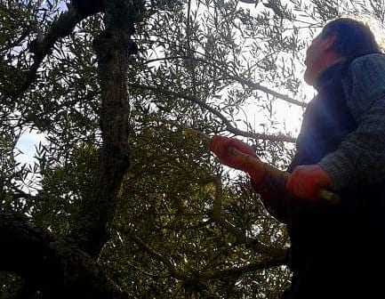 Individual reaching up to harvest olives from an olive tree in a natural setting. - Olive Oil Times