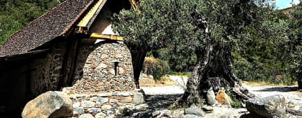 A stone building with a sloped roof next to a large olive tree. - Olive Oil Times
