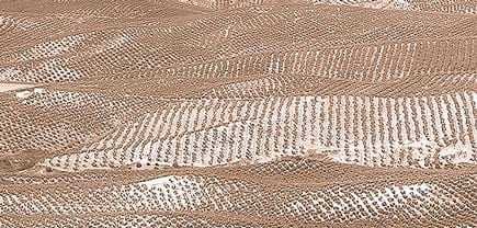 Aerial view of olive tree fields arranged in rows in Jaén, Spain. - Olive Oil Times