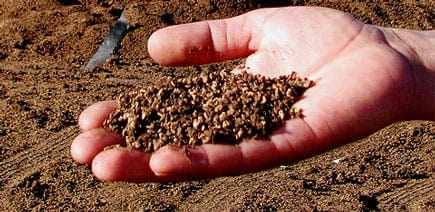 A hand holding a handful of olive pomace, a byproduct of olive oil production. - Olive Oil Times