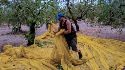Man in a blue cap gathering olives on a yellow net spread under olive trees. - Olive Oil Times