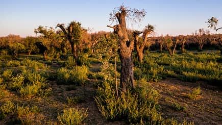 A landscape featuring several olive trees with gnarled trunks in a grassy field during sunset. - Olive Oil Times