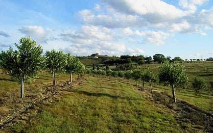 A row of trees planted on a hillside with a grassy area and cloudy sky in the background. - Olive Oil Times