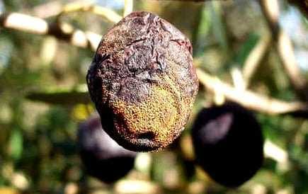 Olive fruit showing signs of anthracnose disease with a darkened and shriveled appearance. - Olive Oil Times