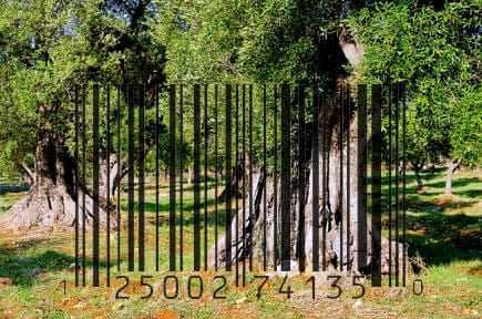 Olivos en un campo con un gráfico de código de barras superpuesto a la imagen. Olive Oil Times